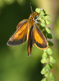 Least Skipper